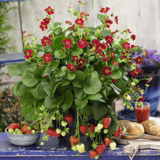 2. Zemenes (Fragaria ananassa) 'Ariba Red' ('Ruby Ann').